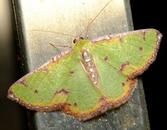 Eucyclodes buprestaria