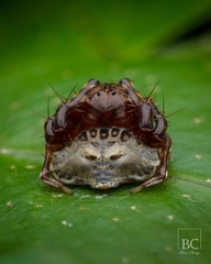 Arkys speechleyi