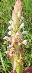 Satyrium cristatum