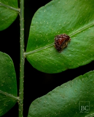 Arkys speechleyi
