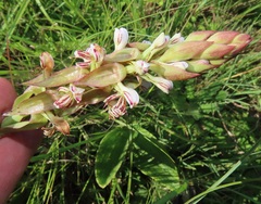 Satyrium cristatum