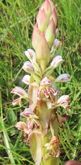 Satyrium cristatum