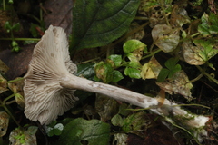 Pseudoclitocybe expallens