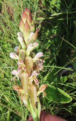 Satyrium cristatum
