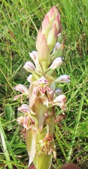 Satyrium cristatum
