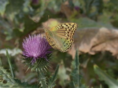 Argynnis