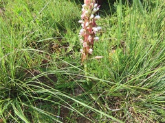 Satyrium cristatum