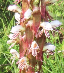 Satyrium cristatum