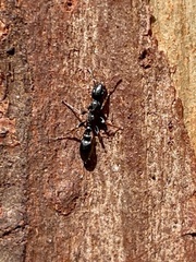 Tetraponera
