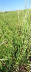 Aristida junciformis