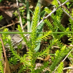 Selaginella uliginosa