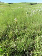 Aristida junciformis