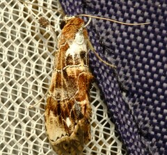 Arrade leucocosmalis