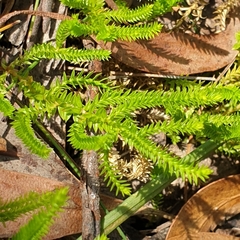 Selaginella uliginosa