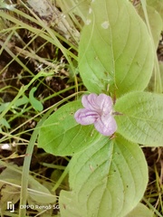 Ruellia cordata
