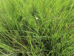 Aristida junciformis