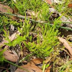 Selaginella uliginosa