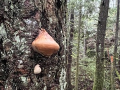 Cryptoporus volvatus