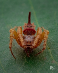 Arkys dilatatus