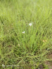 Cyperus niveus leucocephalus