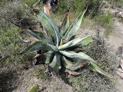 Agave marmorata