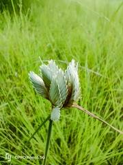 Cyperus niveus leucocephalus