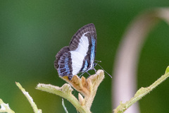 Psychonotis caelius