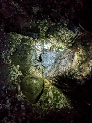 Telmessus cheiragonus