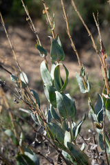 Penstemon centranthifolius