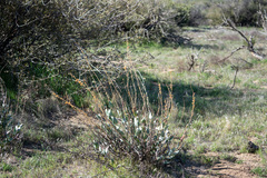 Penstemon centranthifolius
