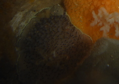 Acanthodoris rhodoceras