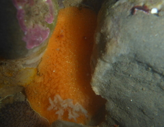 Acanthodoris lutea