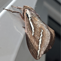 Abantiades latipennis