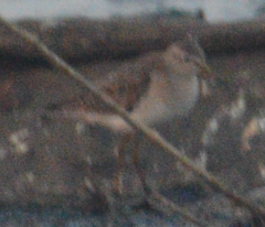 Tringa glareola