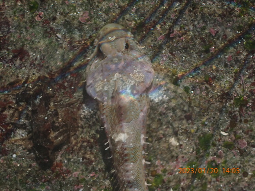 Coralline sculpin (Artedius corallinus) — Cottidae