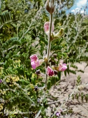 Indigofera comosa