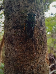 Amphipsalta