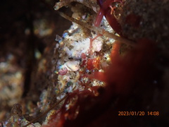 Aegires albopunctatus