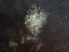 Entoprocta