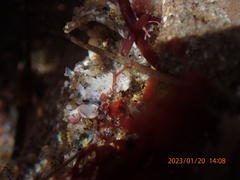 Aegires albopunctatus