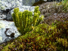 Huperzia appressa