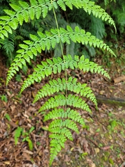 Dennstaedtia scandens