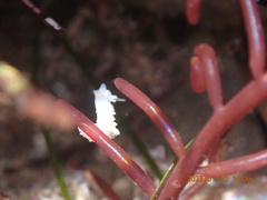 Aegires albopunctatus