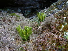 Huperzia appressa