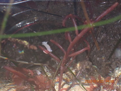 Aegires albopunctatus