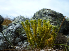Huperzia appressa
