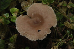 Pseudoclitocybe expallens