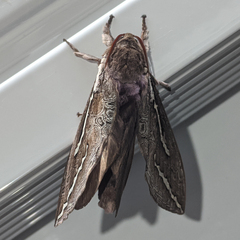 Abantiades latipennis