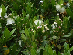 Myrtus