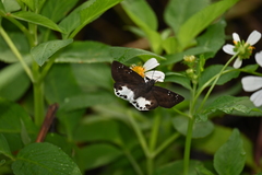 Tagiades ultra